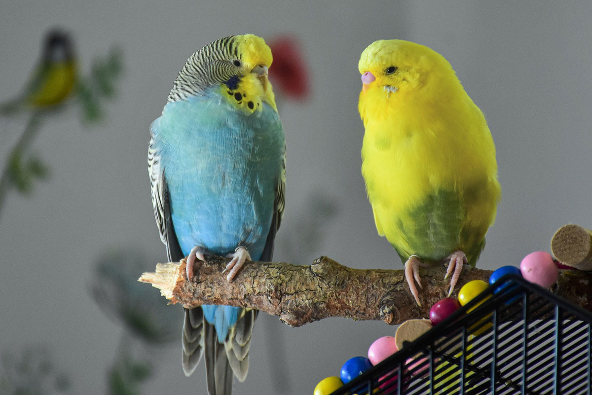 Budgerigar (Budgies)