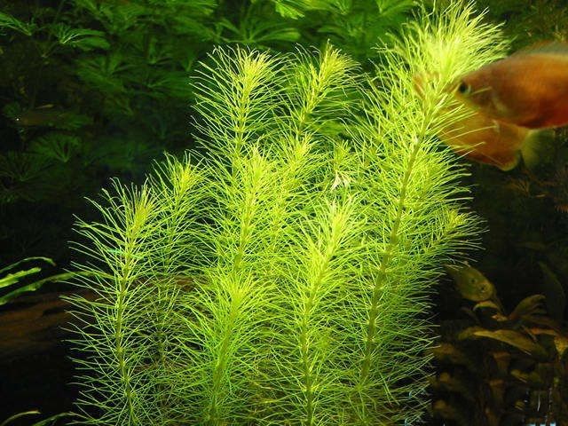 Rotala Nanjenshan