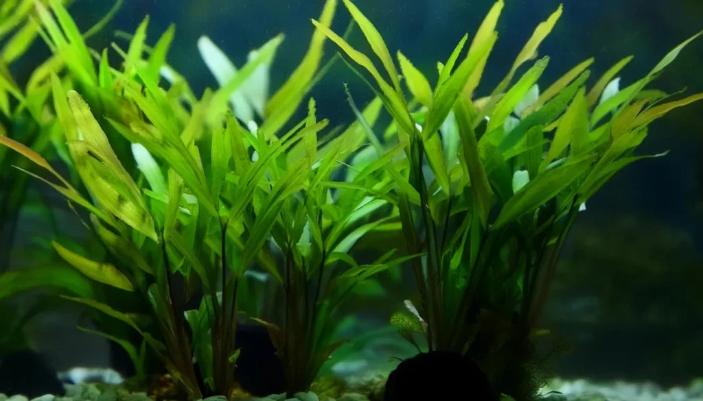 Cryptocoryne (Local)