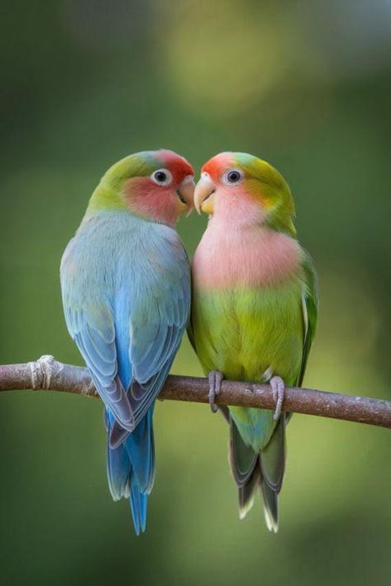 Lovebird