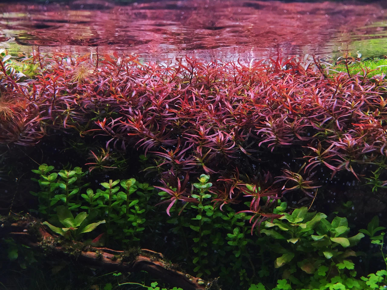 Ludwigia Arcuata
