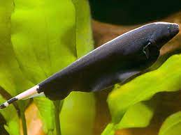 Black Ghost Knife fish