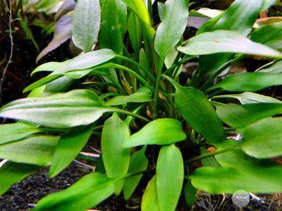 Cryptocoryne Lutea