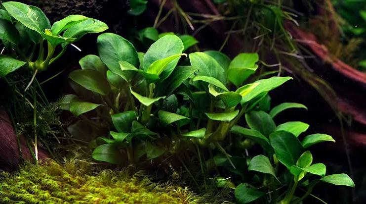 Anubias Barteri Petite Round