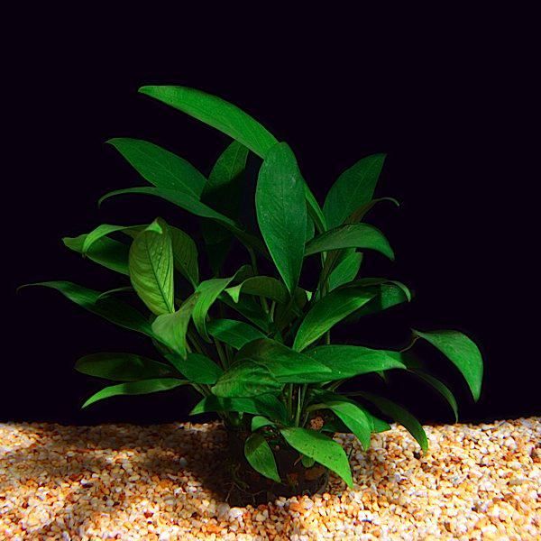 Anubias Barteri Var Glabra (lanceolata)