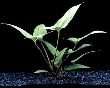 Anubias Hastifolia