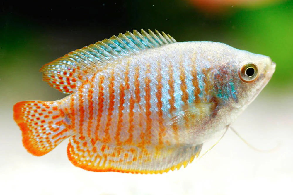 Dwarf Gourami - Male
