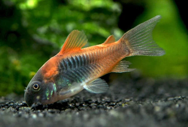 Venezuela Corydora
