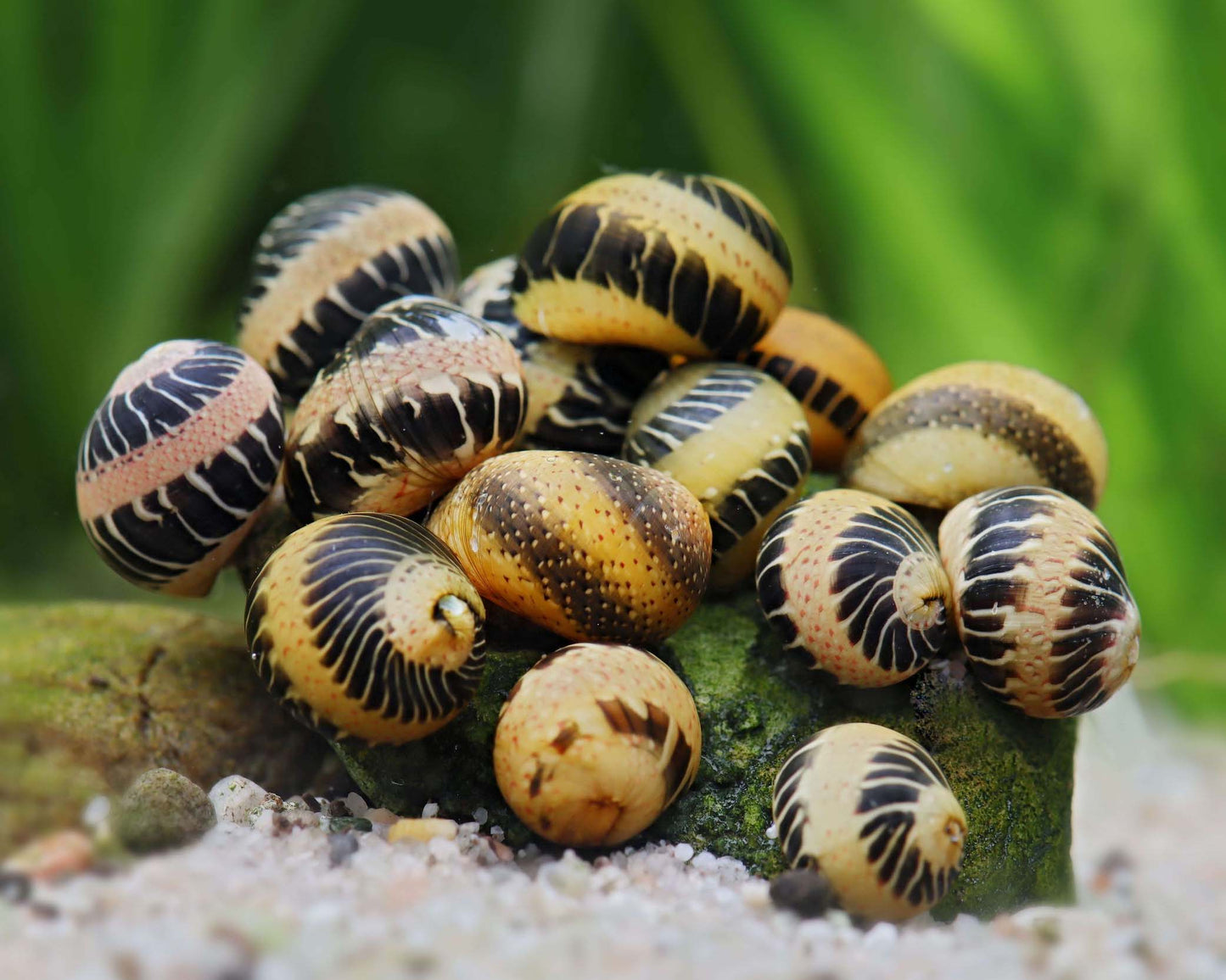 Snail Fancy Track