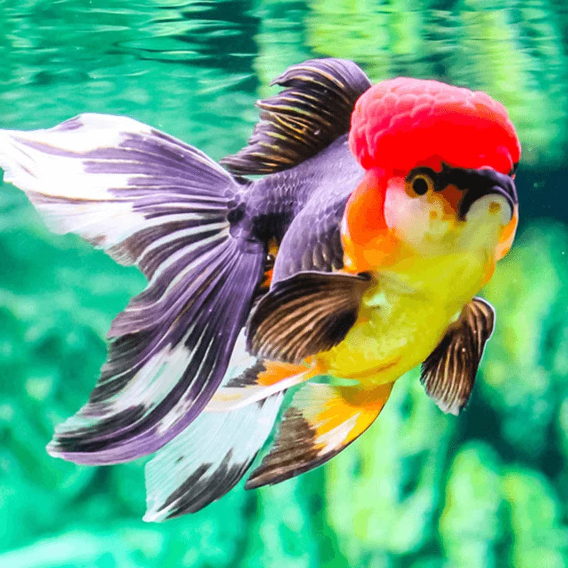 Large Oranda Goldfish