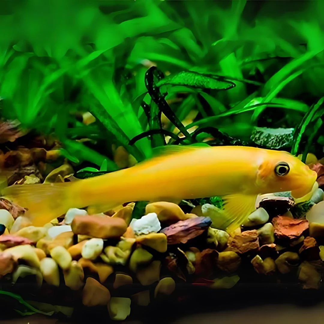 Golden Algae Eater