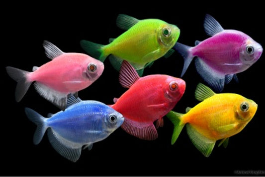 Glofish Tetra Assorted