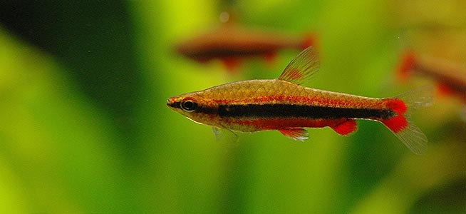 Golden Pencil fish