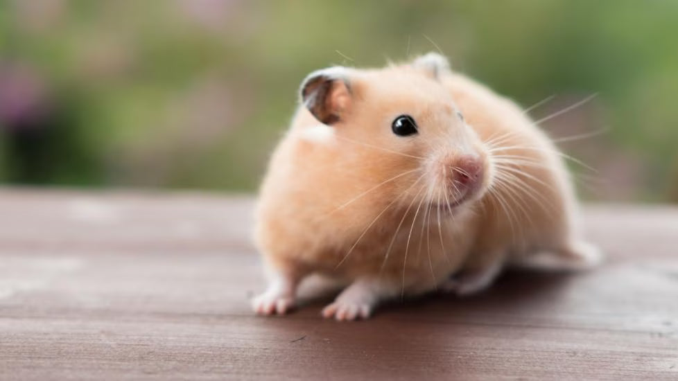 Syrian/Golden Shorthair Hamster