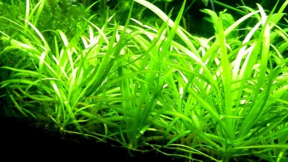 Sagittaria subulata Jumbo(LOCAL)