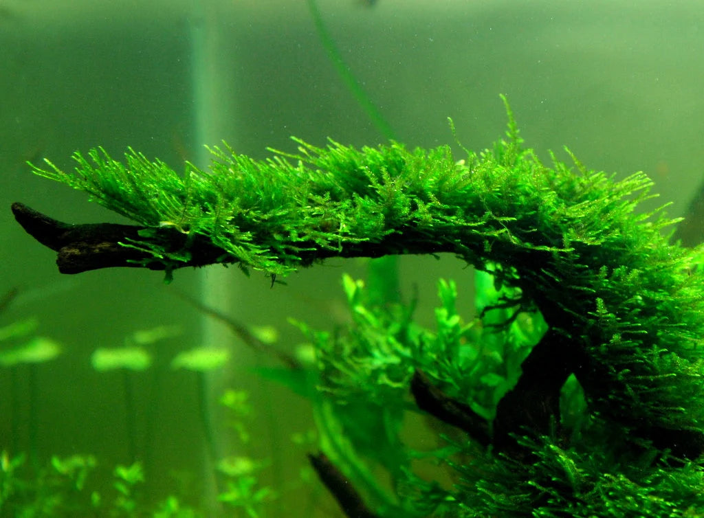 Christmas Moss - Vesicularia Montagnei