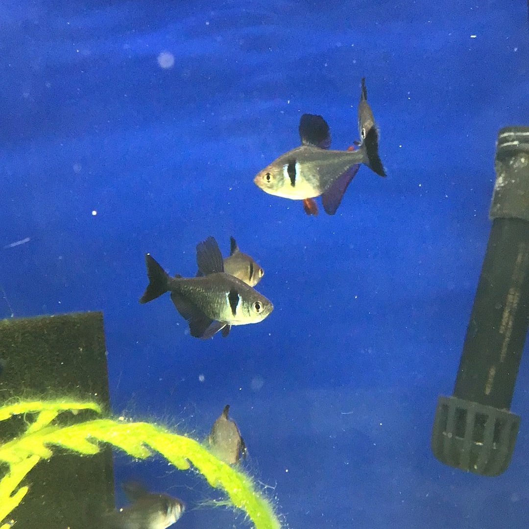 Black Phantom Tetra