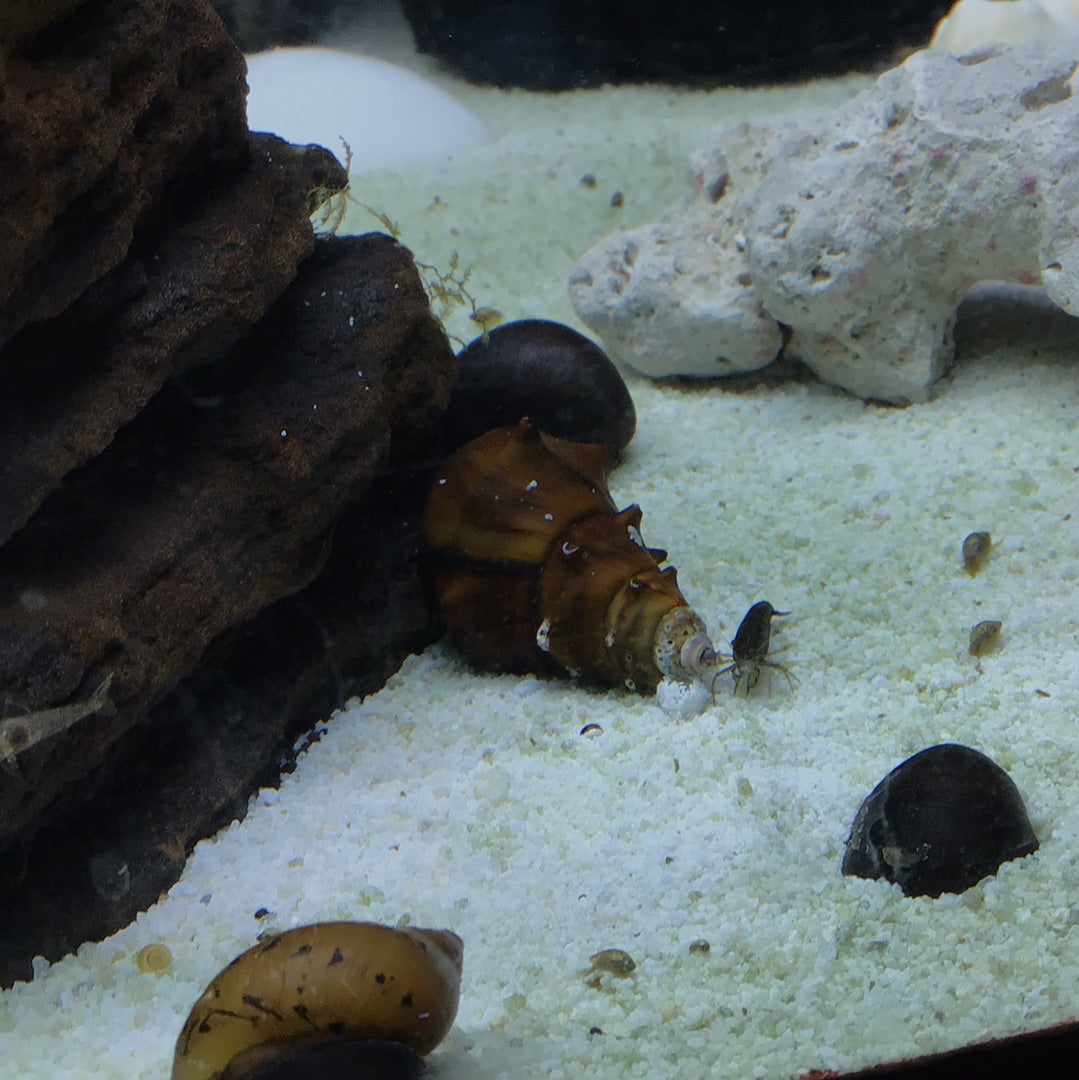 Spiny Burmese Snail