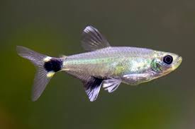 ParaGuay Tetra
