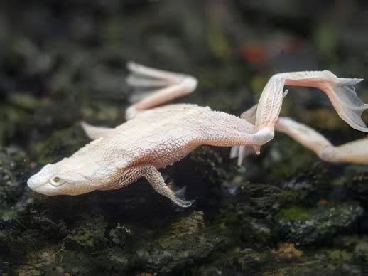 Albino African Dwarf Frog