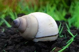 white wizard snail