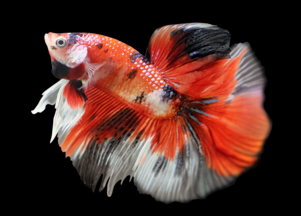 Koi Betta - Male