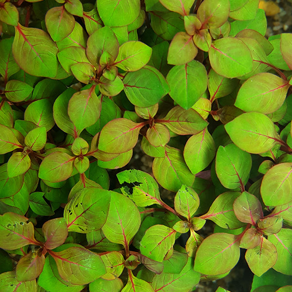 Ludwigia (LOCAL)