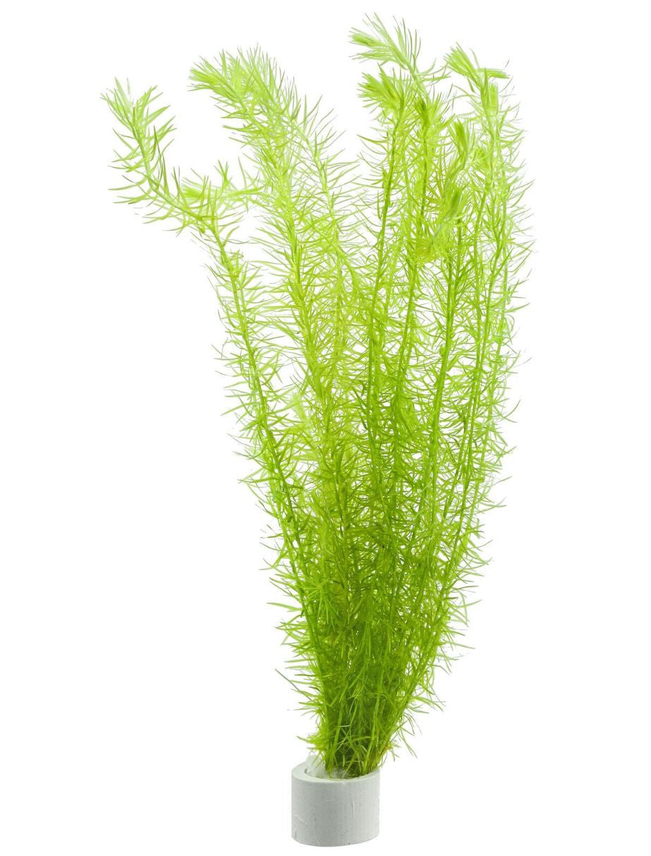 Mayaca Fluviatilis