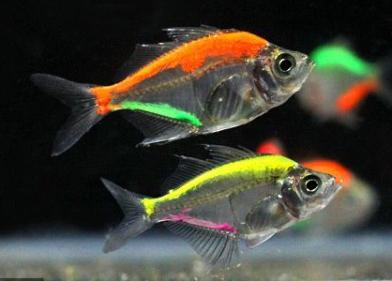 Painted Glass Fish (Two Colours)