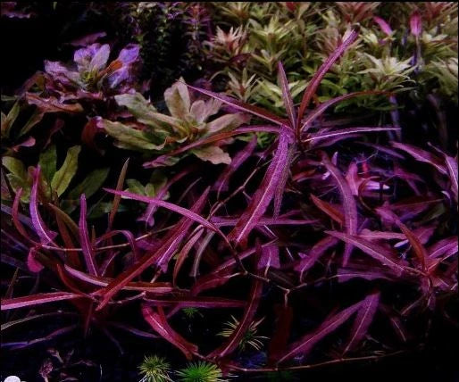 Sao Paulo Persicaria Praetermissa