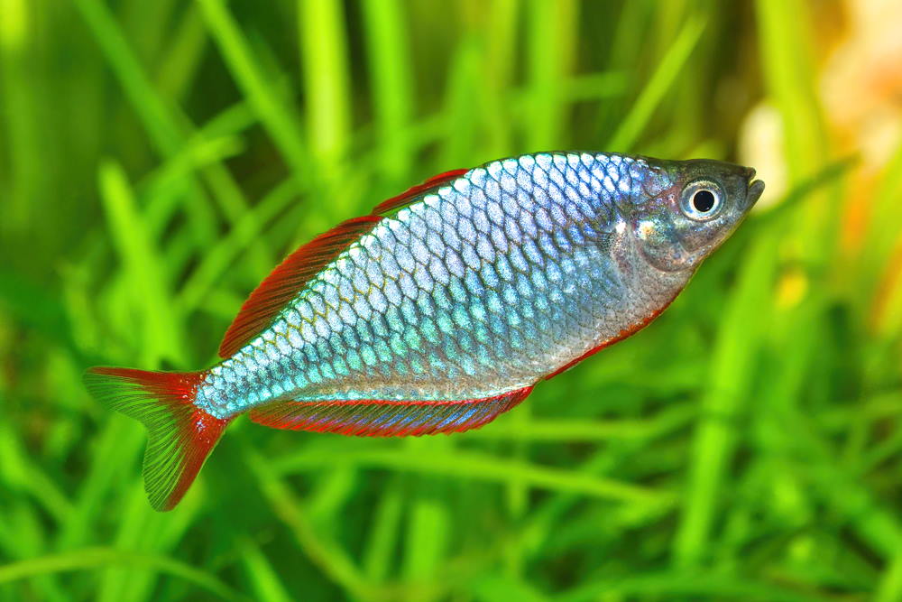 Rainbow Neon Dwarf