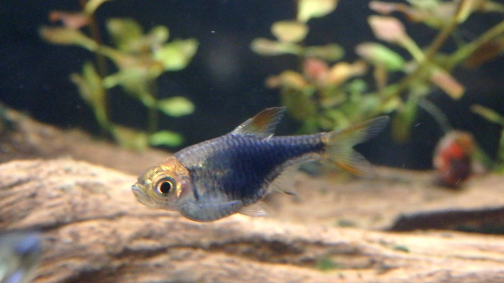 Rasbora Harlequin Purple