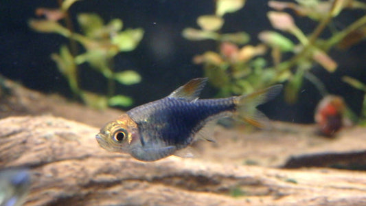 Purple Harlequin Rasbora