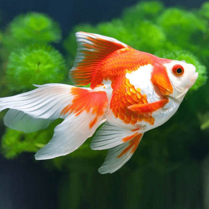 Red & White Fantail Goldfish