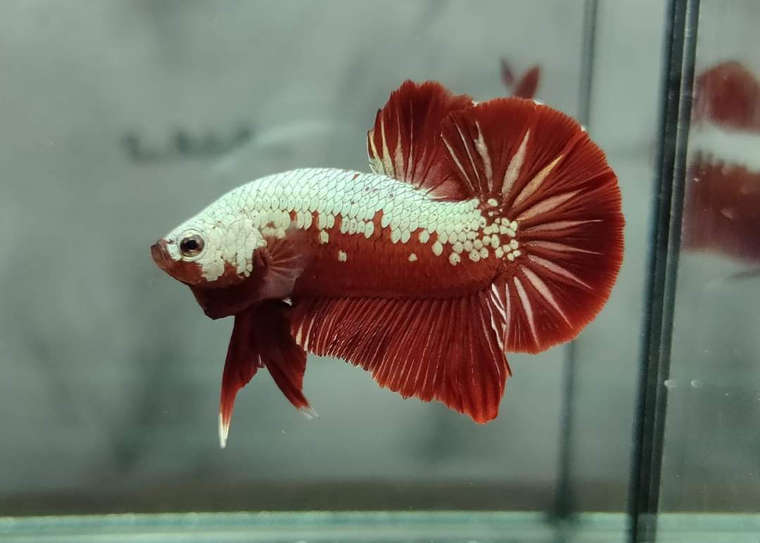 Samurai Betta- Male