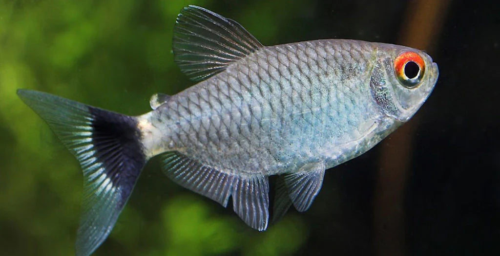 Redeye tetra