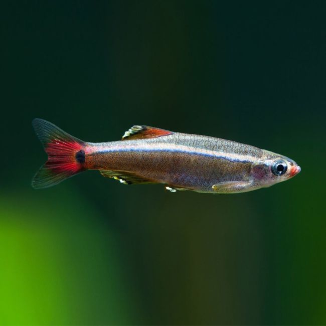 White Cloud Minnow