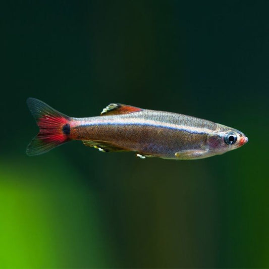 White Cloud Minnow
