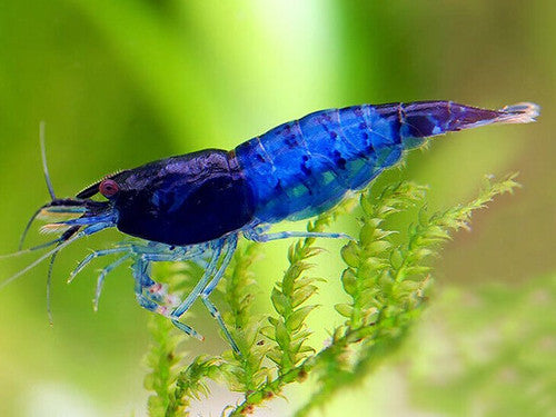 Blue Diamond Shrimp