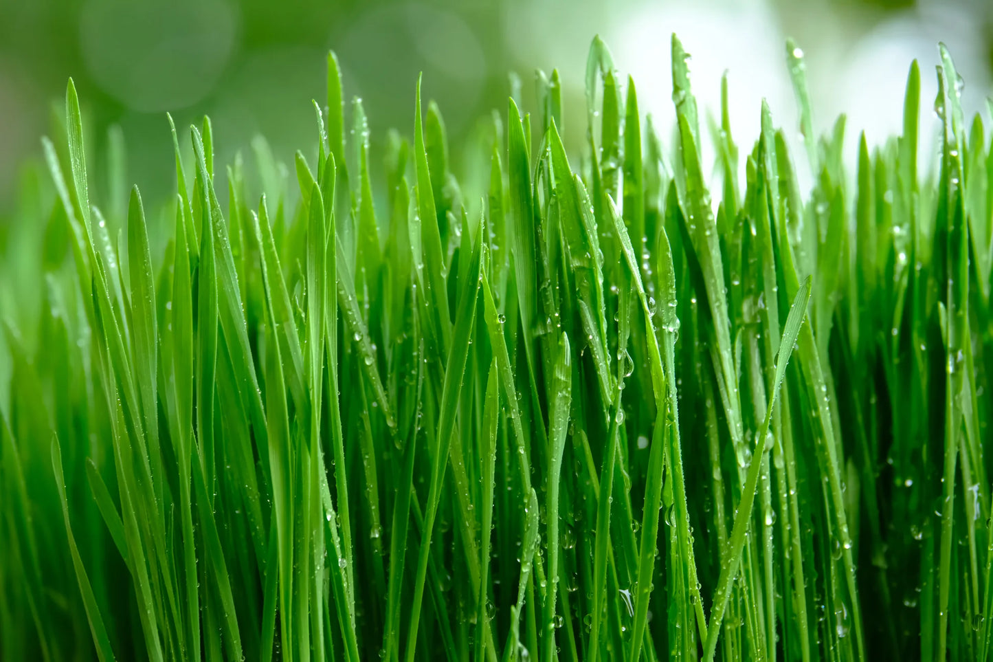 Pet Cuisine - Fresh Cat Grass