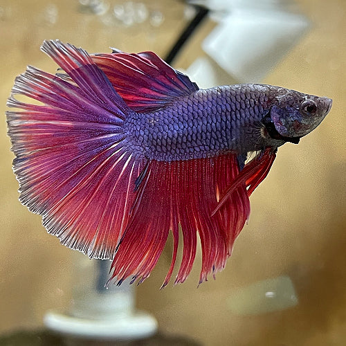 Super Delta Betta (Male)