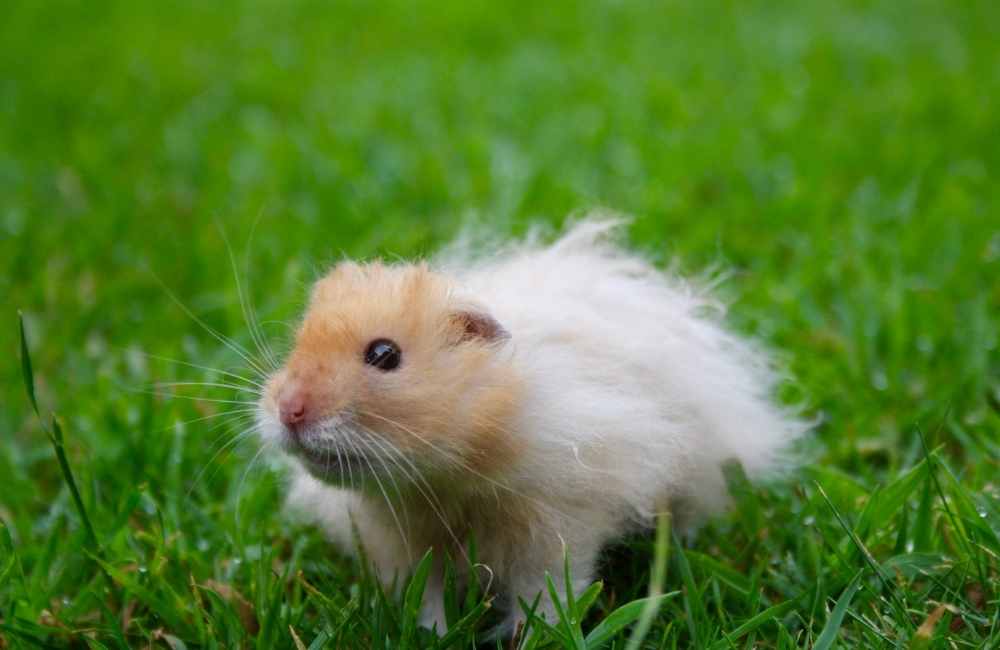 Hamster Bear