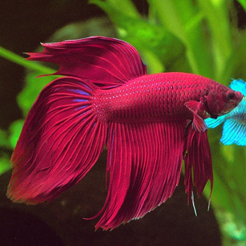 VeilTail Betta