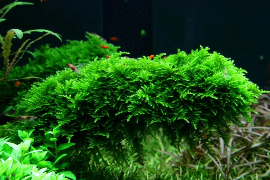 Vesicularia Dubyana Moss