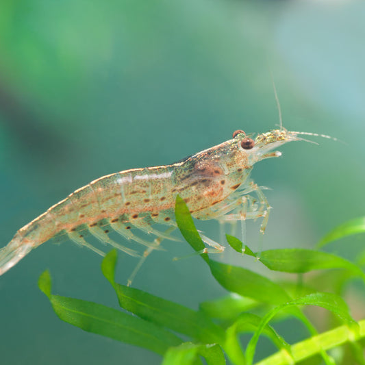 Amano Shrimp