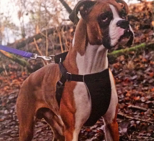 Canine Equipment - Canine Equipment: No-Pull Harness - Pet Cuisine & Accessories