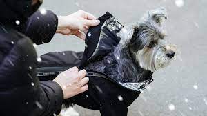 Canada Pooch - Snow Suit Black