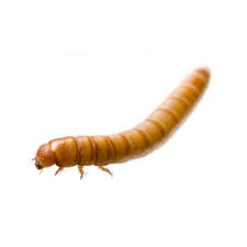 Mealworms