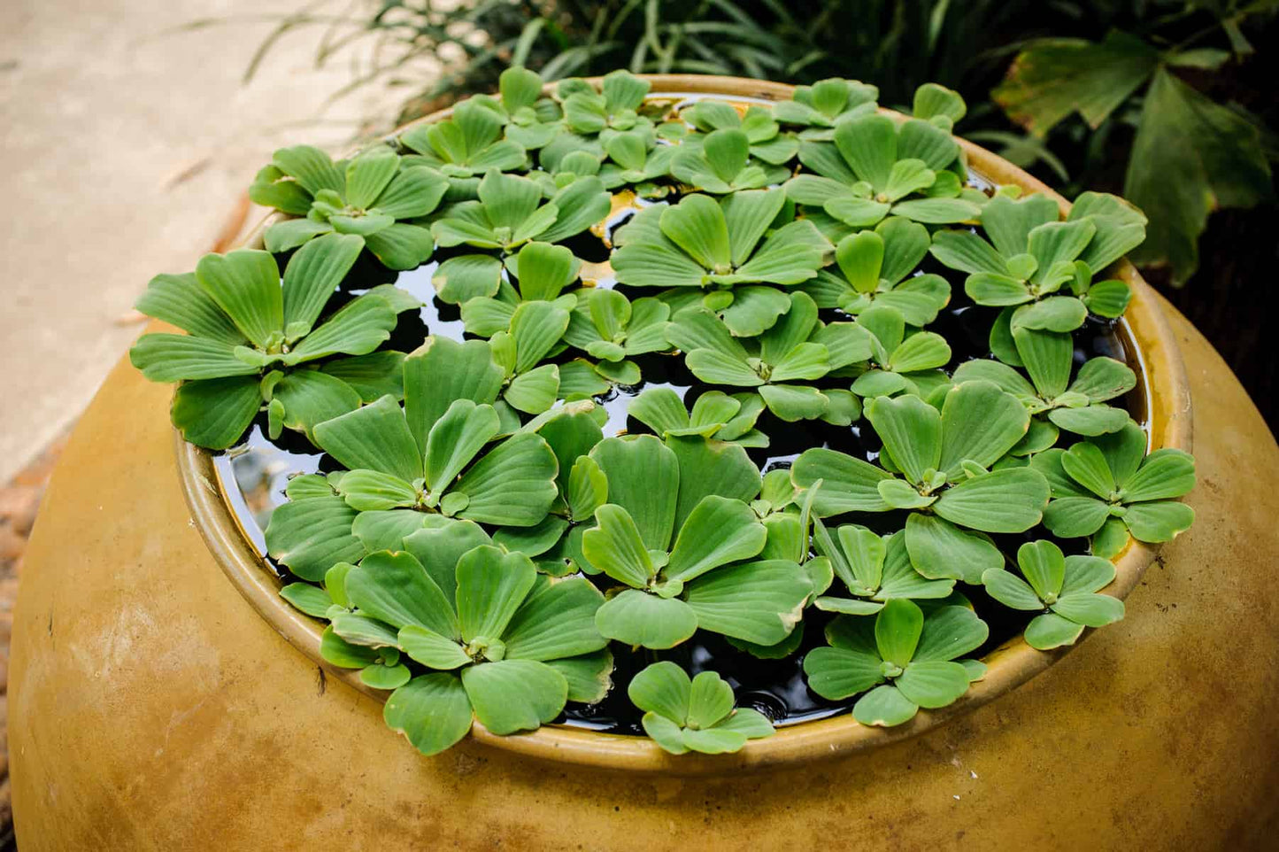 Pistils stratiotes (water lettuce)