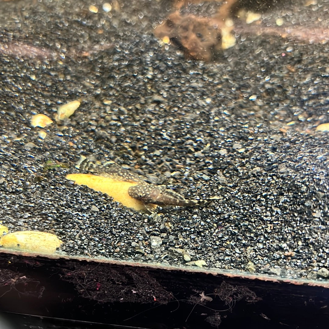 Bristlenose Pleco